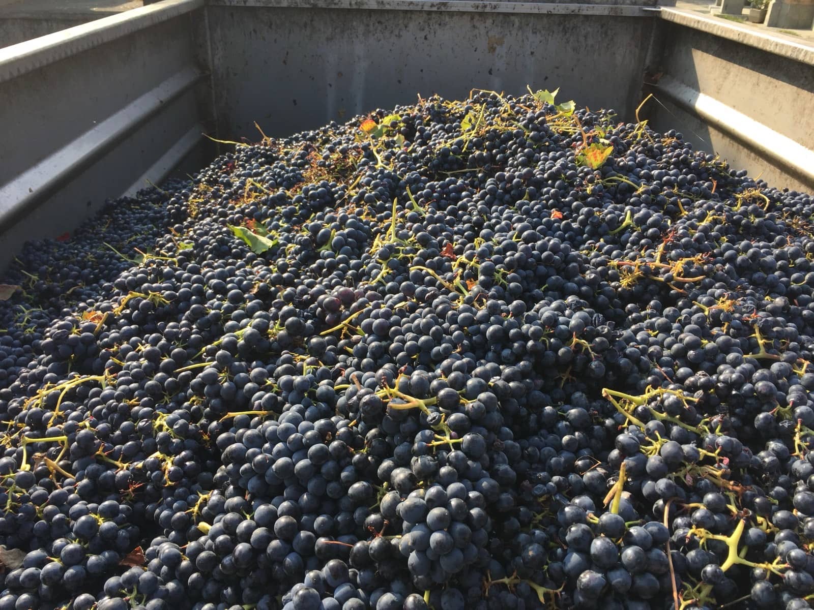 The best view in Piedmont